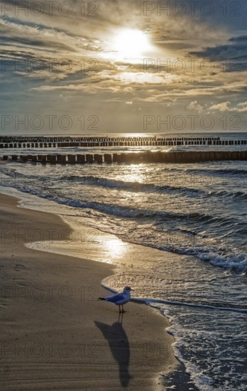 Sunset on the Baltic Sea beach with seagull, Ahrenshoop beach in the evening light with clouds, evening mood, Baltic seaside resort Ahrenshoop, Fischland-Darß-Zingst peninsula, Baltic Sea, Mecklenburg-Western Pomerania, Germany