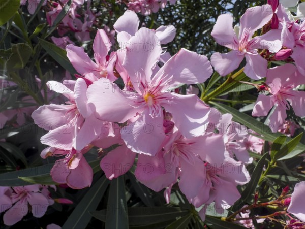 Flowering oleander (Nerium oleander), Italy