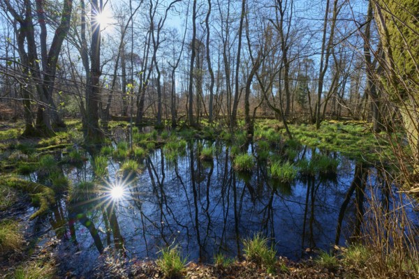 Water surface reflects the sunlight in a quiet alluvial forest area, spring, nature reserve Rote Lache by Wolfgang, Wolfgang, Hanau, Hesse, Germany