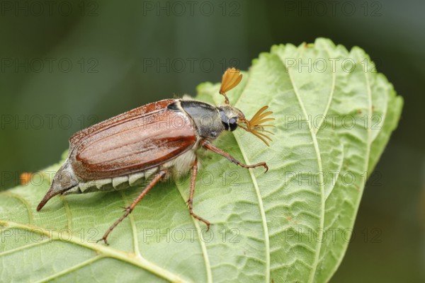 Wood cockchafer (Melolontha hippocastani), male, on a leaf of a horse chestnut (Aesculus hippocastanum), close-up, Wilnsdorf, North Rhine-Westphalia, Germany