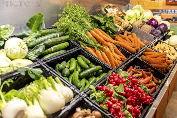 Vegetable counter in supermarket or organic market with cucumbers, radishes, carrots, fennel, kohlrabi, celery, red cabbage