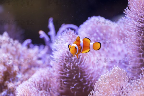 Orange clownfish (Amphiprion percula) in a aquarium, captive, Germany