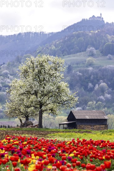 Tulip field for self-picking near Nabern on the Albtrauf of the Swabian Alb. Kirchheim unter Teck, Baden-Württemberg, Germany