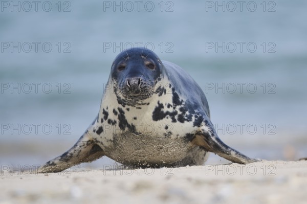 Grey seal (Halichoerus grypus) on the beach, Düne, Helgoland, Schleswig-Holstein, Germany