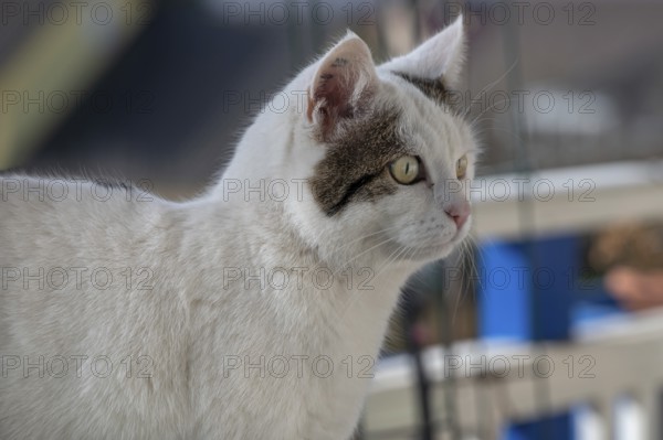 Domestic cat (Felis catus), Bavaria, Germany