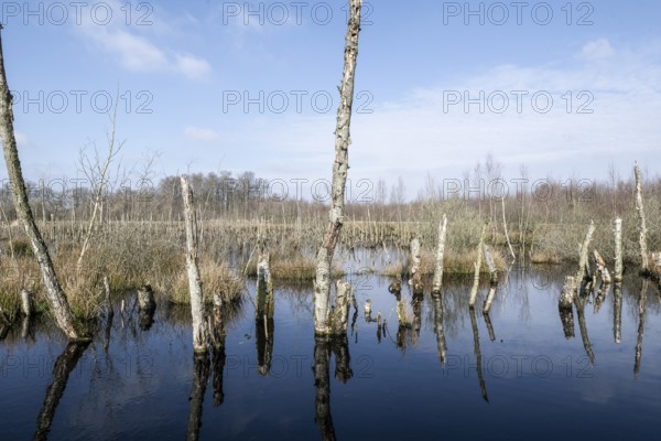 Dead birch trees (Betula pendula) in a moor, rewetting area, Emsland, Lower Saxony, Germany