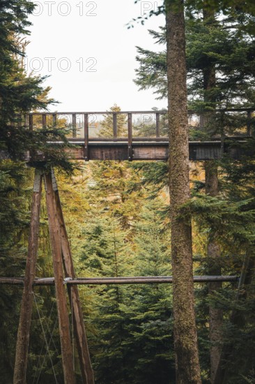 Wooden bridge of the treetop walk in autumn, Sommerberg, Bad Wildbad, Black Forest, Germany