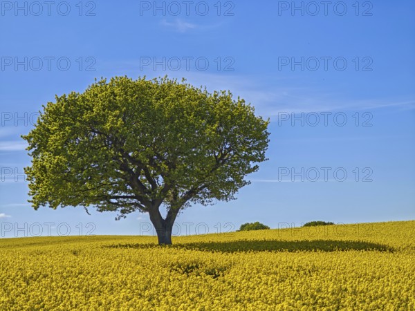Single deciduous tree in a flowering rape field in spring, eastern hill country, landscape Schwansen, blue sky, bright sunshine, municipality Sieseby, Thumby, Schleswig-Holstein, Germany