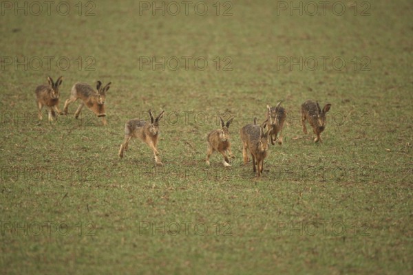 European hare (Lepus europaeus) mating season, seven males chasing a female hare across the field, Lower Austria, Austria, Lower Austria, Austria