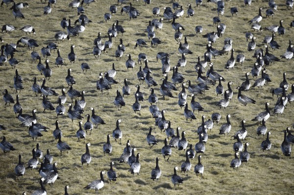 White-fronted geese, Barnacle geese, (Branta leucopsis) in a meadow in Westerhever, Schleswig-Holstein, Germany