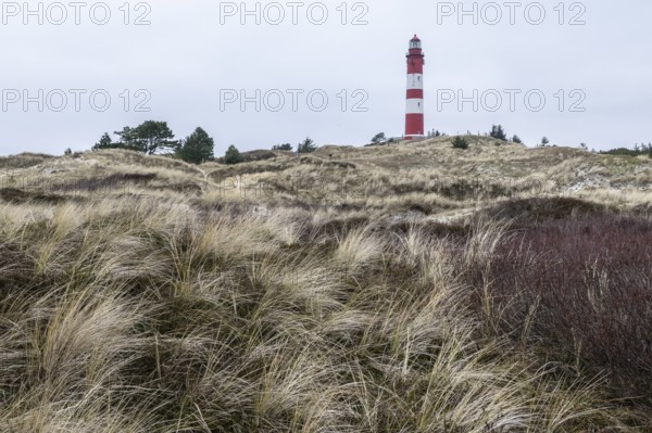 Dune landscape with lighthouse, Süddorf, Amrum, Schleswig-Holstein, Germany