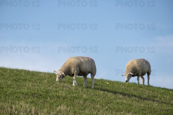 Sheep grazing on a dyke under a clear blue sky, Föhr, Nordfriesland, Schleswig-Holstein, Germany