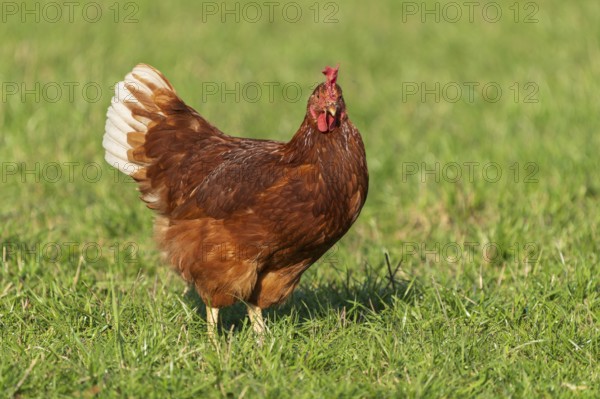 A brown chicken with white feathers looking head-on in the meadow, domestic chicken, Rhineland-Palatinate, Germany
