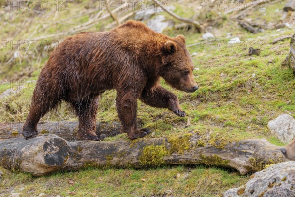 A young male brown bear (Ursus arctos arctos), soaked from bathing in a stream, runs over hilly terrain past rocks and rotting tree trunks