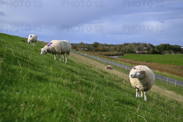Sheep on a dyke, Pellworm Island, Schleswig-Holstein Wadden Sea National Park, North Frisia, Germany