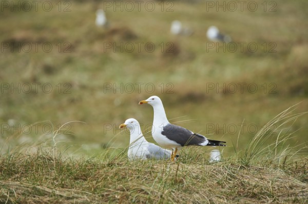 Yellow-legged gull (Larus michahellis) standing in the grass, Düne, Helgoland, Schleswig-Holstein, Germany