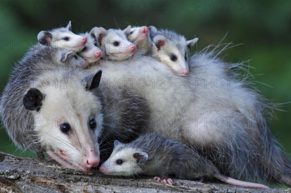 North American Opossum with youngs, Minnesota, USA (Didelphis marsupialis virginiana), Northern Opossum