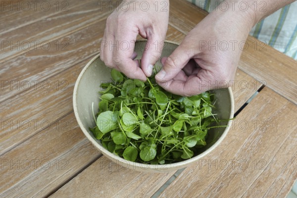 Watercress (Nasturtium officinale), fresh cress for the preparation of a cress soup, bowl, bowl on wooden board, Swabian cuisine, hearty soup, vegetarian, healthy, salty, typical Swabian reinterpreted, traditional cuisine, food photography, studio, men's hands, Germany