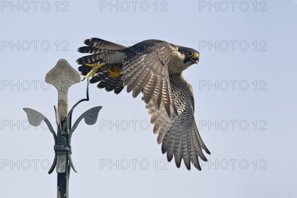 Peregrine Falcon (Falco peregrinus) flying, North Rhine-Westphalia, Germany, Germany