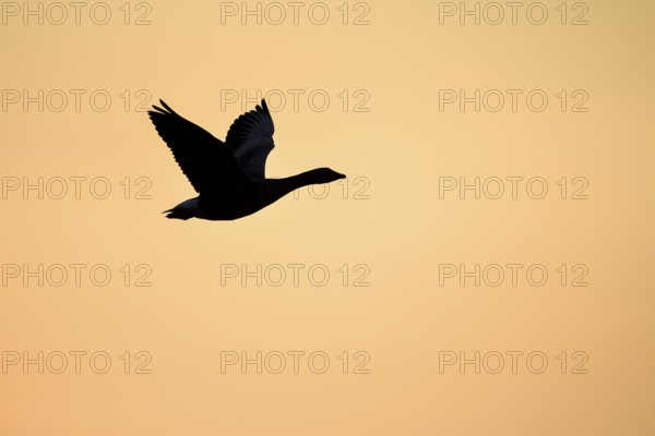 Greylag goose (Anser anser), in flight, in front of the evening sky, sunset, Ochsenmoor, Dümmer, Lemförde, Lower Saxony, Germany