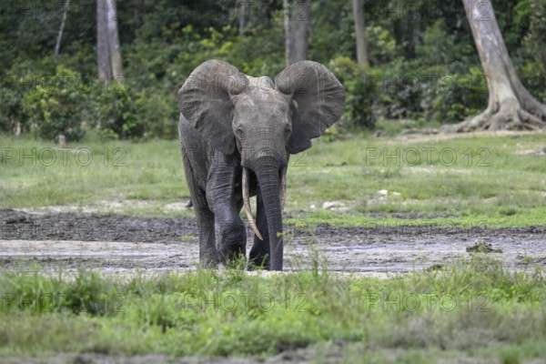 Forest elephant (Loxodonta cyclotis) in the Dzanga Bai forest clearing, Dzanga-Ndoki National Park, Unesco World Heritage Site, Dzanga-Sangha Complex of Protected Areas (DSPAC), Sangha-Mbaéré Prefecture, Central African Republic