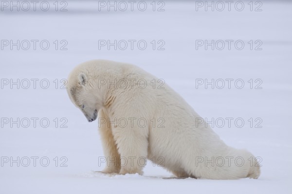 Polar bear (Ursus maritimus), stretching in the snow, Kaktovik, Arctic National Wildlife Refuge, Alaska, USA