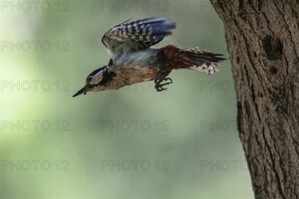 Great spotted woodpecker (Dendrocopos major), taking off, Emsland, Lower Saxony, Germany