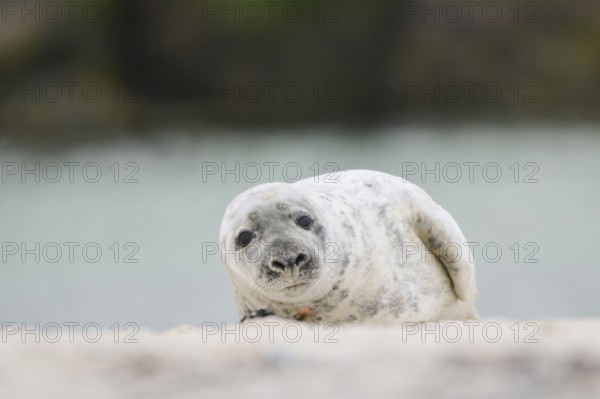 Grey seal (Halichoerus grypus) lying on the beach, Düne, Helgoland, Schleswig-Holstein, Germany