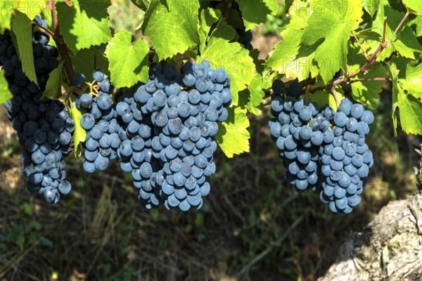Chateaugay vineyard, AOC Côtes-d'Auvergne. Puy de Dome department. Auvergne Rhone Alpes. France