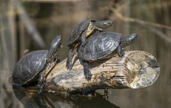 European pond turtles (Emys orbicularis), on a tree trunk, Germany