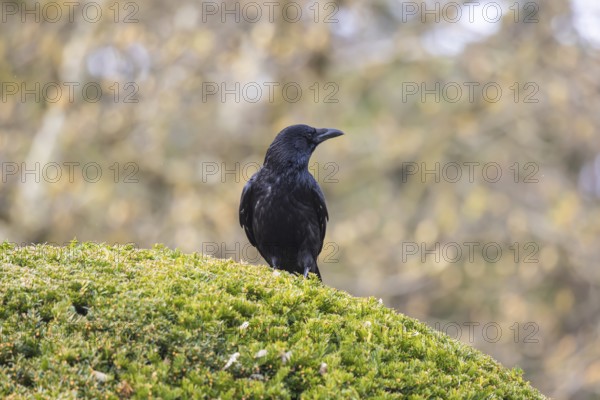 Crow, family of corvids (Corvidae) . Baden-Württemberg, Germany