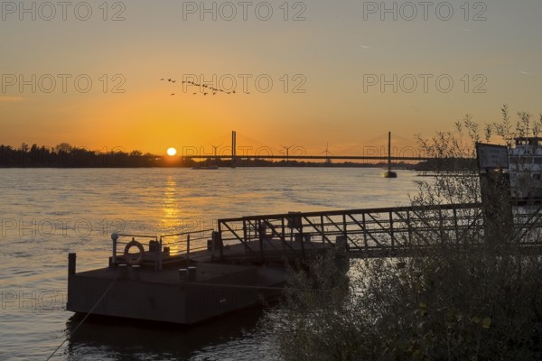 Sunset over the river Rhine Lower Rhine, in the foreground jetty with bridge to the shore, in the sky Arctic wild geese (Anser), in the background bridge Rhine bridge two-legged cable-stayed bridge, Rees, North Rhine-Westphalia, Germany