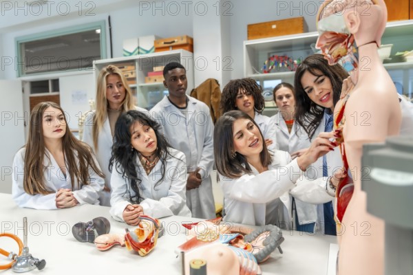 Medical students and professor learning human anatomy using anatomical models in a university laboratory