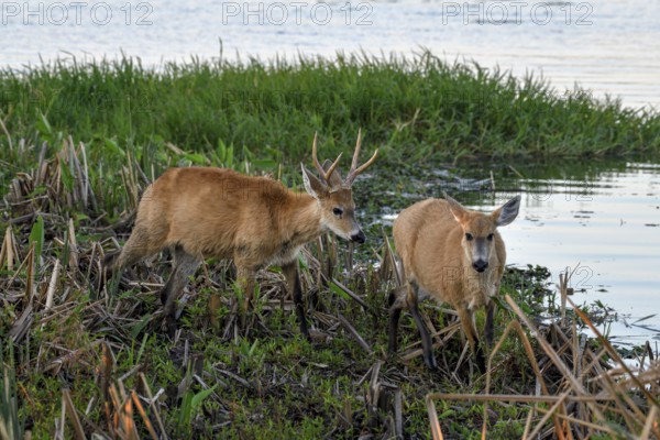 Pampas deer (Ozotoceros bezoarticus), male and female, for Colonia Carlos Pellegrini, Esteros del Iberá, Province of Corrientes, Argentina
