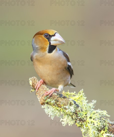 Hawfinch (Coccothraustes coccothraustes) male sitting on a branch overgrown with lichen, Wildlife, Animals, Birds, Finches, Nature photography, Siegerland, North Rhine-Westphalia, Germany