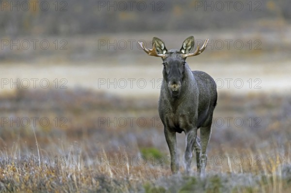 Moose, elk (Alces alces), adult bull, male foraging on the tundra in autumn, fall, Sweden, Scandinavia