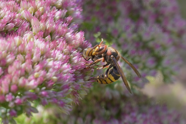 Hornet (Vespa crabro) feeding on a European honey bee (Apis mellifera), Germany