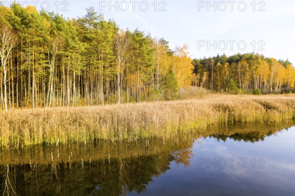 Shore zone with reeds and trees with autumn leaves are reflected in a lake of the Luggraben, on the Bible Trail, near the Königsbrücker Heide, Laußnitz, Saxony, Germany
