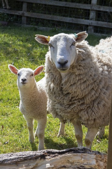 Sheep and lamb on pasture, Wilmcote, Warwickshire, England, Great Britain