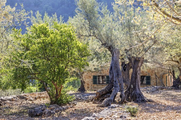 Olive farm with old olive trees in an orchard with an old stone house on the countryside a sunny summer day, Mallorca, Spain