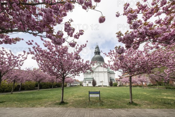 Japanese flowering cherries (Prunus serrulata Kanzan) in front of St Martin's Church in Haren, Emsland, Lower Saxony, Germany