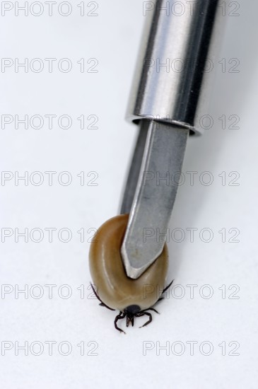 Tick forceps and tick, fully sucked, castor bean tick (Ixodes ricinus), free-standing, object