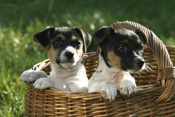 Jack Russell Terrier