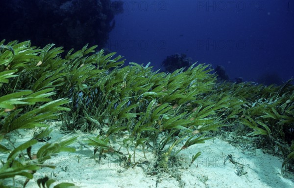 Seagrass, Seagrass meadow, Egypt, Red Sea