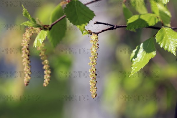 Birch tree (Betula) blossoms or catkins and green leaves in the spring. Birch pollen allergy is a common seasonal allergy