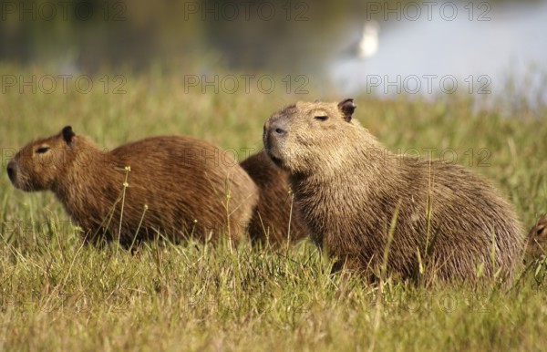 Capybara (Hydrochaeris hydrochaeris)