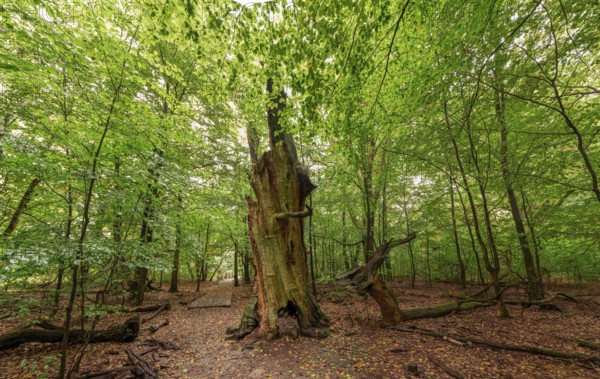 Fire stump, dead tree trunk in the Sababurg primeval forest, Reinhardswald estate district, Hofgeismar, Hesse, Germany