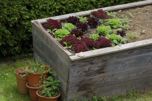 Raised bed with spring salads, garden, gardening, self-sufficiency, self-sufficiency, organic, spring, May, Kocher, Kocher valley, Schwäbisch Hall, Hohenlohe, Germany