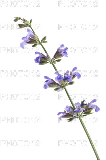 Sage (Salvia officinalis), blossoming plant, artistic closeup of purple flowers., isolated on white
