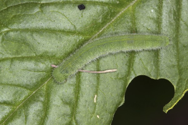 Small white - caterpillar (Pieris rapae)